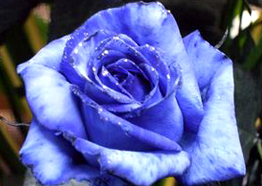 青いバラのアレンジメント